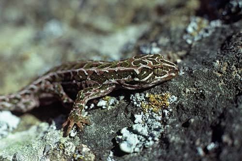 Harlequin gecko Harlequin gecko Lizards Te Ara Encyclopedia of New Zealand