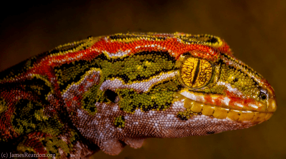 Harlequin gecko Photo of the week Harlequin gecko Conservation blog