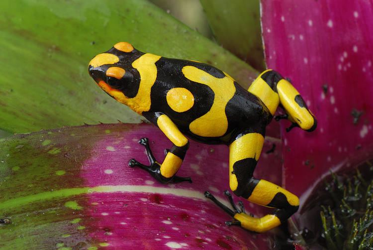 Harlequin poison frog 1000 images about Oophaga histrionica Harlequin on Pinterest