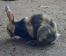 Harlequin rabbit httpsuploadwikimediaorgwikipediacommonsthu