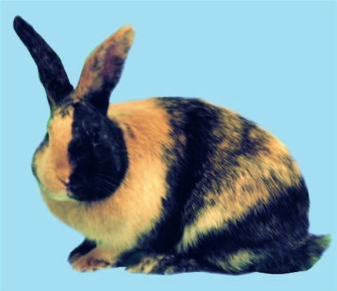 Harlequin rabbit BRC Harlequin rabbit