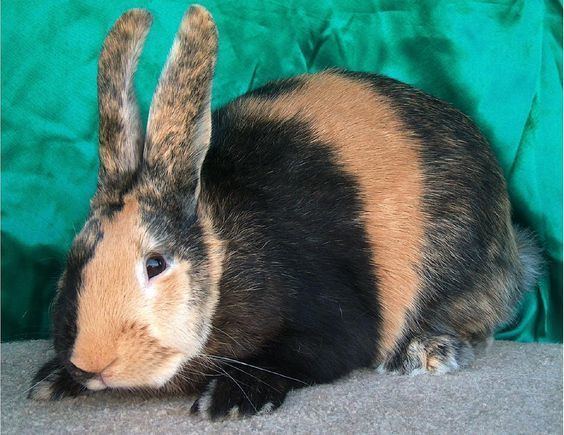Harlequin rabbit Harlequin Rabbit RABBIT IN THE WEB Rabbit Coat Color Hopping