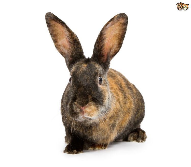 Harlequin rabbit Harlequin Rabbit Breed Information Facts Photos Care Pets4Homes