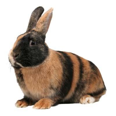 Harlequin rabbit Is a Harlequin Rabbit the Right Pet Rabbit Breed f