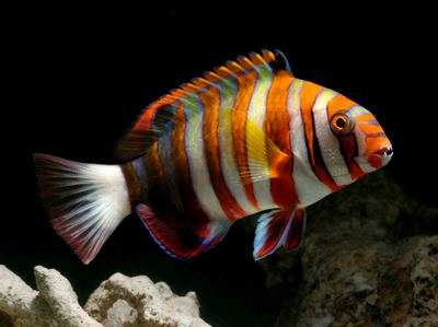 Harlequin tuskfish wwwtfhmagazinecomassets01224505400whjpg