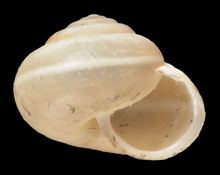 Harmozica (gastropod) httpsuploadwikimediaorgwikipediacommonsthu