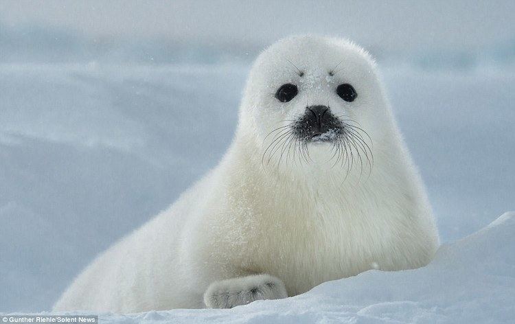 Harp seal Gunther Riehle photographs Harp seals in Canada as they wink and