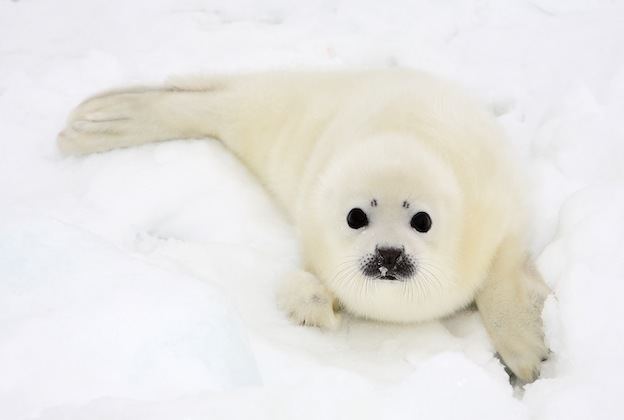 Harp seal Harp Seal Seal Facts and Information