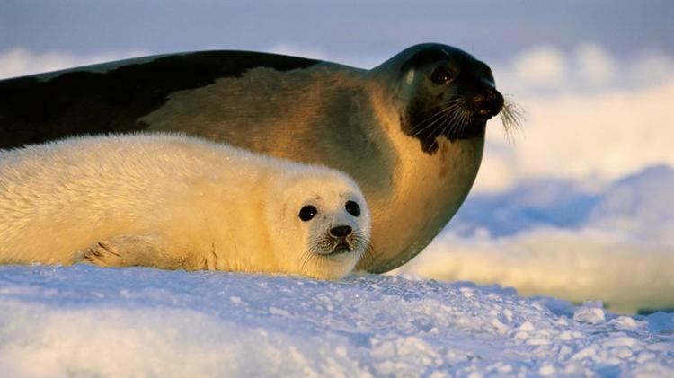 Harp seal Harp Seal Facts and Pictures National Geographic Kids