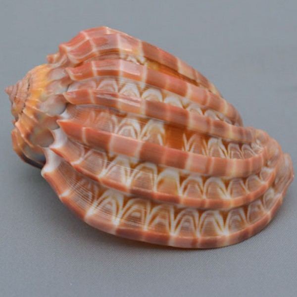 Harpa cabriti Harpacabriti SOMALIA Fischer 1860 caledonianseashells