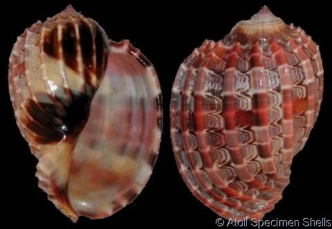 Harpa cabriti wwwgastropodscomShellImagesGLHarpacabriti