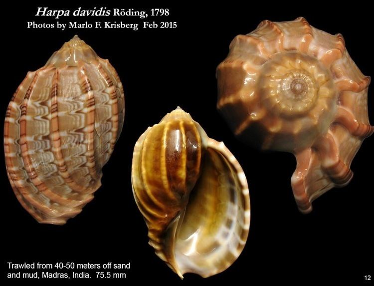 Harpa davidis Let39s Talk Seashells gt Harpa davidis Rding 1798