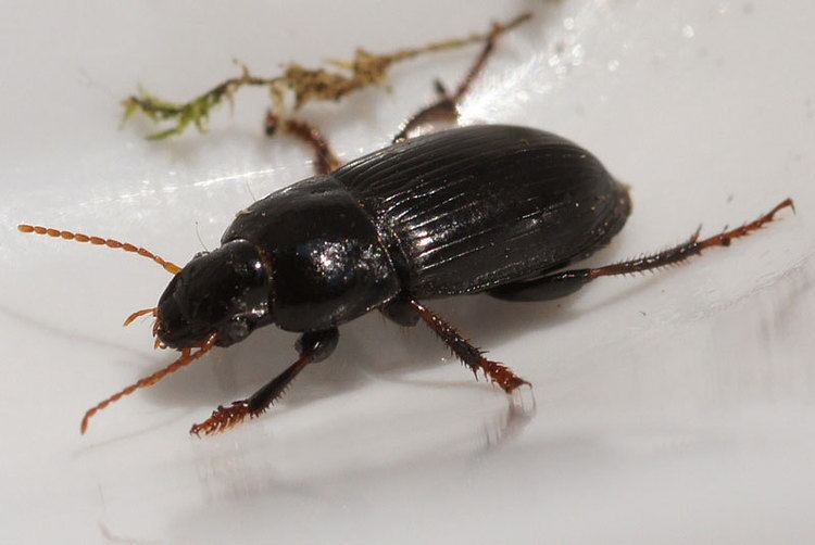 Harpalinae ground beetles