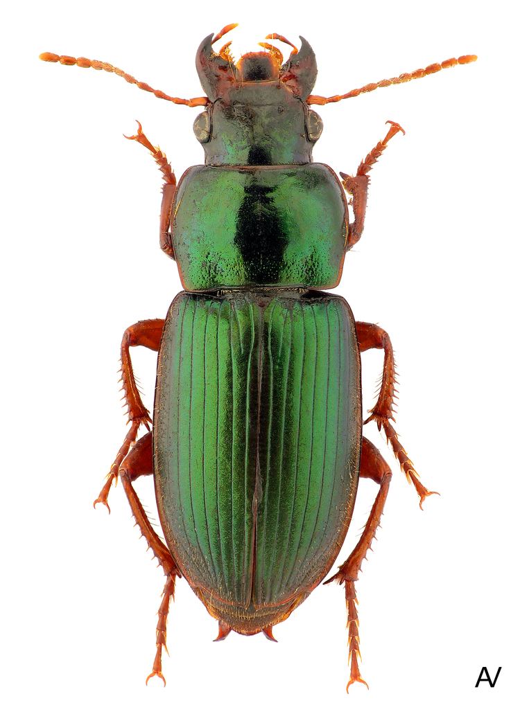 Harpalus affinis Harpalus Harpalus affinis Schrank 1781 Carabidae