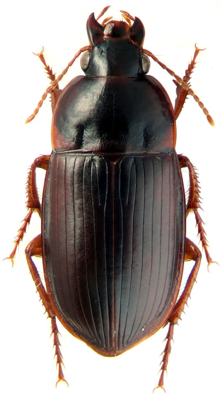 Harpalus (genus) Genus Harpalus Latreille 1802 92 Carabidae