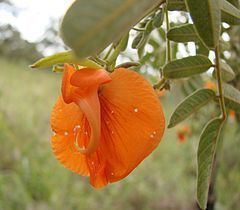 Harpalyce (plant) httpsuploadwikimediaorgwikipediacommonsthu