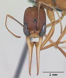 Harpegnathos httpsuploadwikimediaorgwikipediacommonsthu