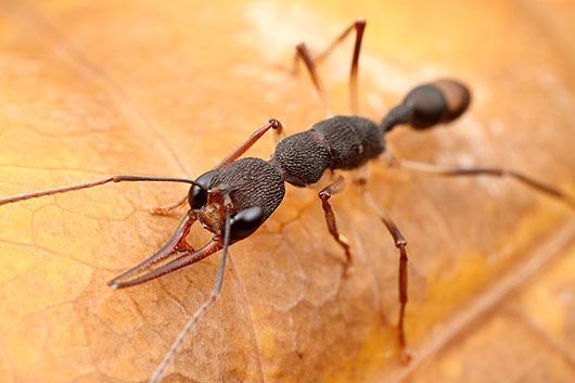 Harpegnathos venator Harpegnathos