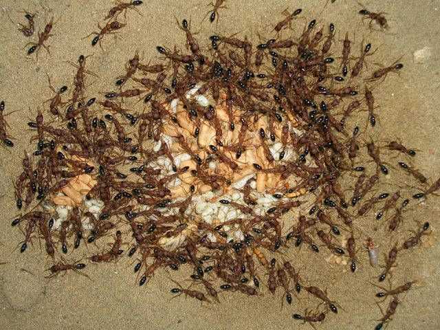 Harpegnathos venator Ants Kalytta Buy ants at our Ant Shop Asia