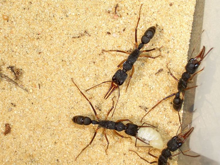 Harpegnathos venator Ants Kalytta Harpegnathos venator