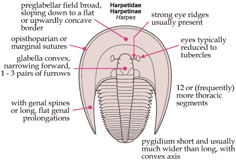 Harpetida Pictorial Guide to the Trilobite Order Harpetida
