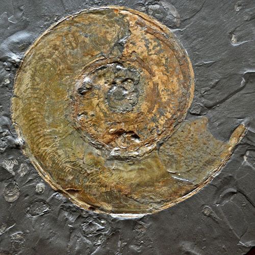 Harpoceras Harpoceras Ammonite in Holzmaden Shale