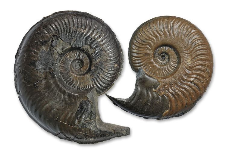 Harpoceras To be or not to be a Harpoceras Yorkshire Ammonites and other