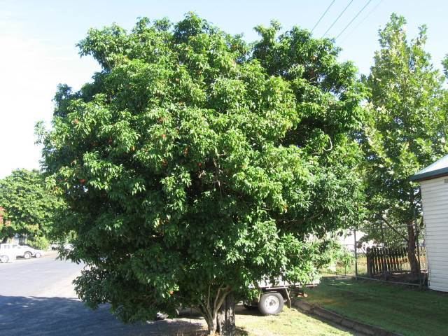 Harpullia pendula - Alchetron, The Free Social Encyclopedia