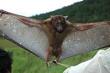 Harpy fruit bat httpsuploadwikimediaorgwikipediacommonsthu