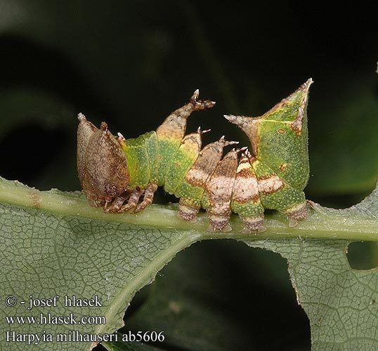 Harpyia milhauseri Pergamentpposszv Harpyia milhauseri Tawny