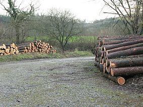 Harridge Wood httpsuploadwikimediaorgwikipediacommonsthu