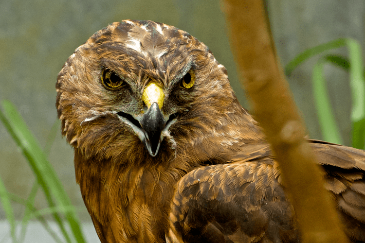 Harrier (bird) Swamp harrier New Zealand Birds Online