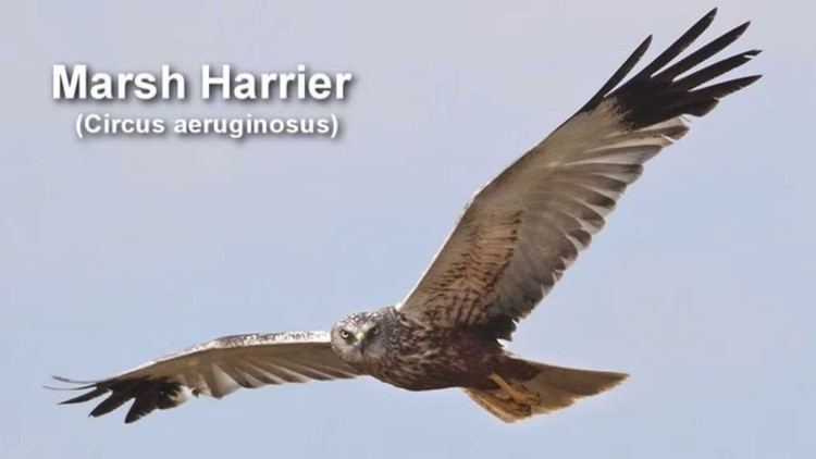 Harrier (bird) Marsh Harrier Western Marsh Harrier Bird Call BIRDSONG YouTube