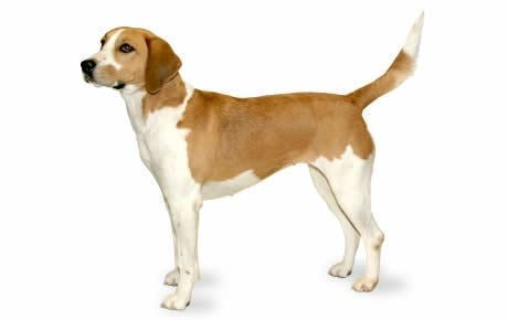 Harrier (dog) Harrier Dog Breed Information Pictures Characteristics amp Facts
