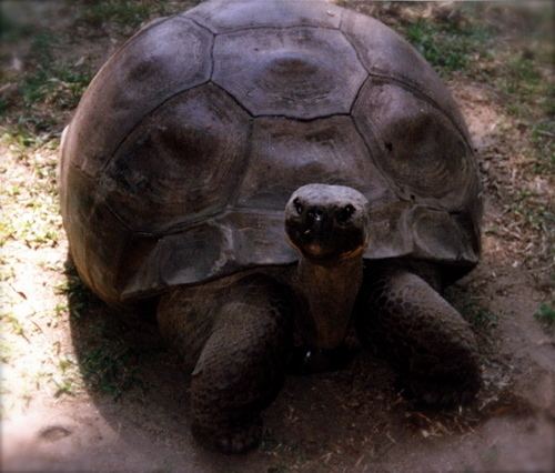 Harriet (tortoise) Harriet