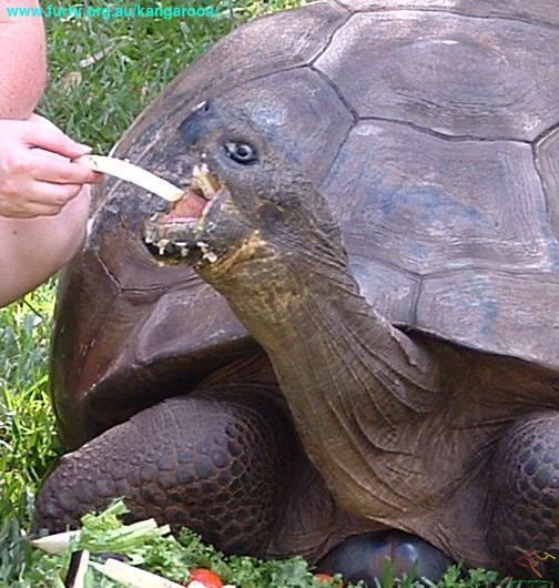 Harriet (tortoise) Galapagos Island tortoise