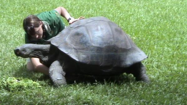 Harriet (tortoise) Harriet Giant Galapagos Tortoise Photo