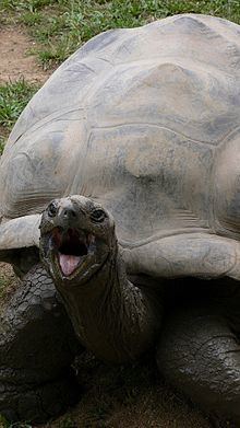 Harriet (tortoise) Harriet tortoise Wikipedia