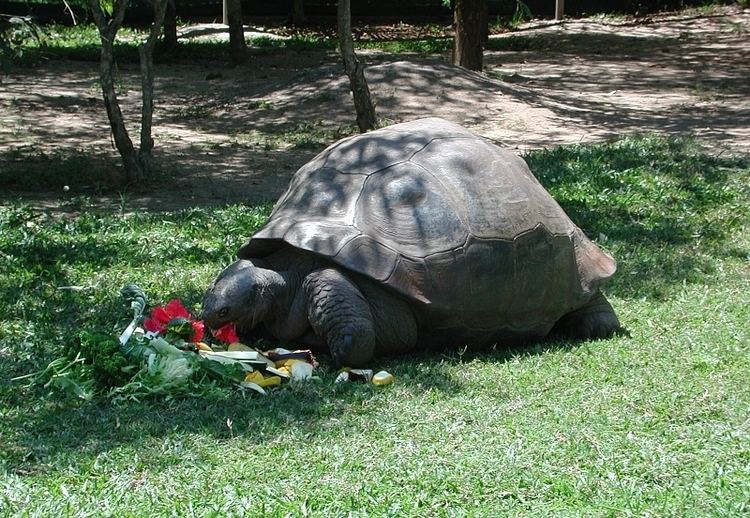 Harriet (tortoise) httpsuploadwikimediaorgwikipediacommons99