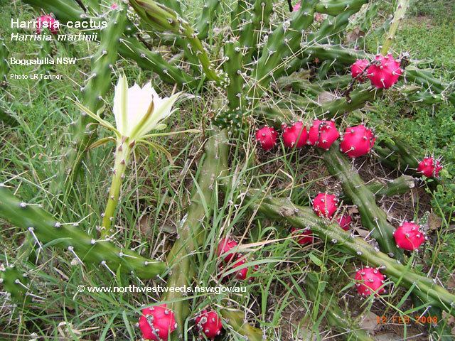 Harrisia (plant) Harrisia Cactus Southern Tablelands and South Coast Noxious Plants