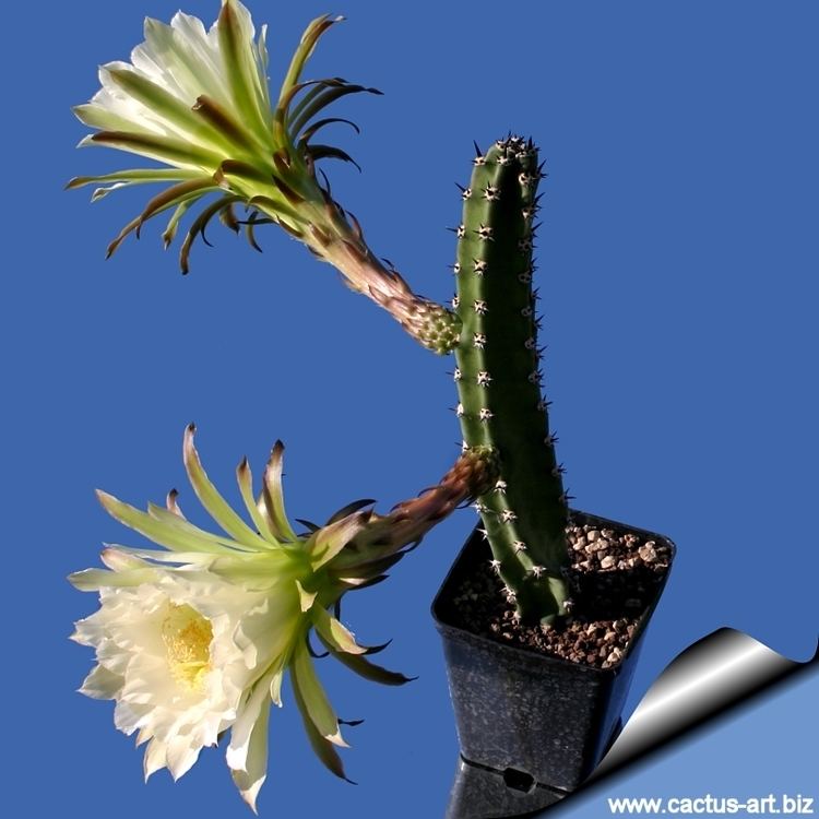 Harrisia (plant) wwwcactusartbizschedeHARRISIAimagesHarrisia