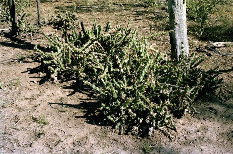 Harrisia (plant) Harrisia cactus declared pest Department of Agriculture and Food