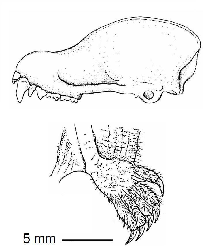 Harrison's tube-nosed bat