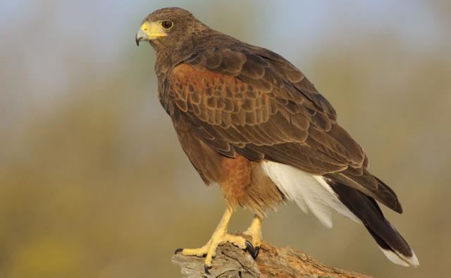 Harris's hawk BBC Nature Harris hawk videos news and facts