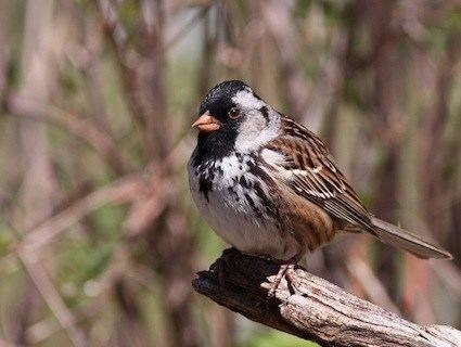 Harris's sparrow httpswwwallaboutbirdsorgguidePHOTOLARGEha