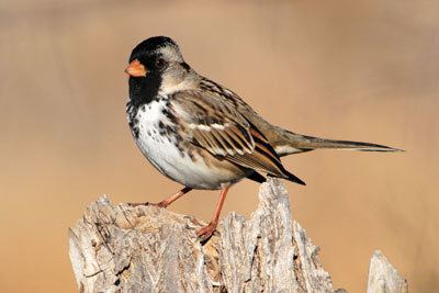 Harris's sparrow Cross Timbers Ecoregion