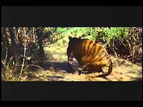 Harry Black (film) Tiger attacks Unknown Stewart Granger YouTube