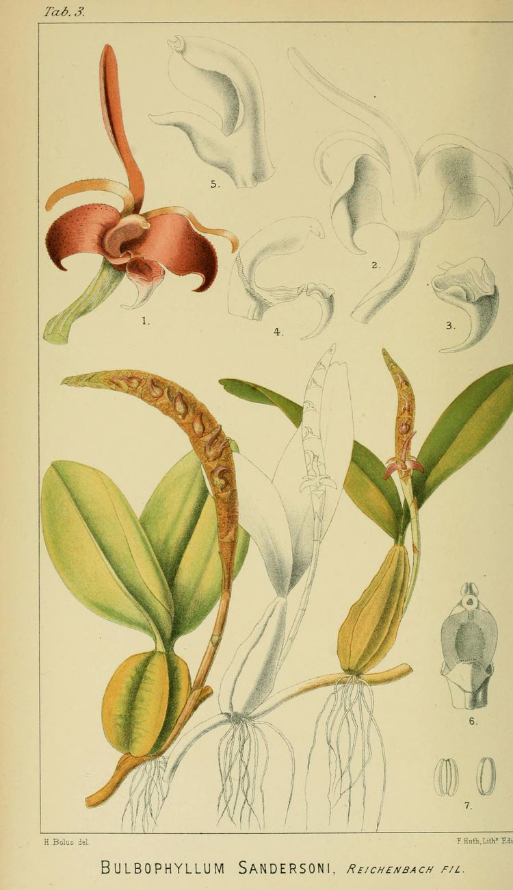Harry Bolus FileBulbophyllum sandersonii Harry Bolus Orchids of