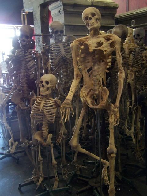 Harry Raymond Eastlack Props for Rent Portfolio Realistic Skeleton Props