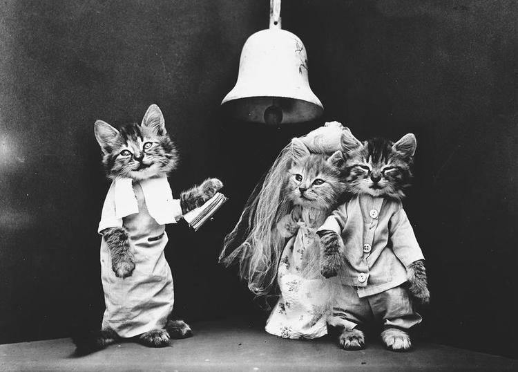 Harry Whittier Frees Cats and Dogs Dressed as People 100 Years Ago The Atlantic